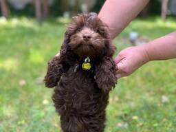 Śliczne szczeniaczki rasy Maltipoo