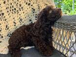 Śliczne szczeniaczki rasy Maltipoo - photo 1