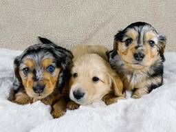 Słodki jamnik szuka kochającego domu!