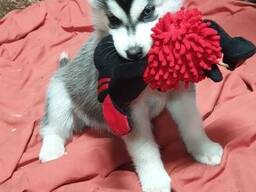 Słodkie szczenięta rasy husky syberyjski. Napisz do mnie: 27848239748