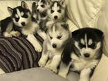 Słodkie szczenięta rasy husky syberyjski. Napisz do mnie: 27848239748 - zdjęcie 1