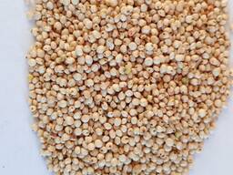Сорго біле та червоне -куплю