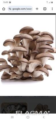 Грибы Вешанки