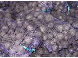 Sprzedam buraki hurtowo Kazachstanu