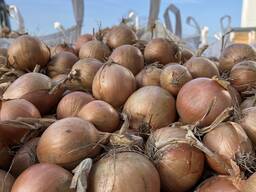 Sprzedam cebulę żółtą, Продам желтый лук