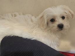 Sprzedam szczeniak maltipoo