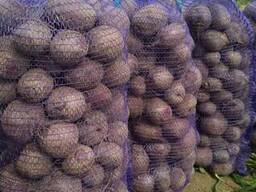 Свекла оптом Беларусская