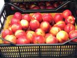 Sweet and juicy Peach, Nectarine and Cherry time. - фото 2