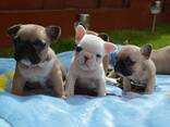 Szczeniak buldoga francuskiego z certyfikatem AKC, napisz do mnie: 27848239748 - zdjęcie 3