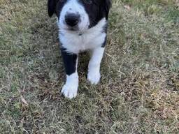Szczeniak rasy border collie dostępny!