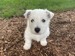 Szczeniak rasy West Highland White Terrier