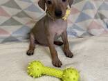 Szczeniaki American Hairless Terrier - zdjęcie 1