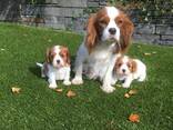 Szczenięta Cavalier King Charles Spaniela. . - zdjęcie 2