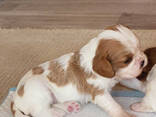 Szczenięta Cavalier King Charles Spaniela. . - zdjęcie 3