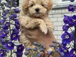 Szczenięta Maltipoo - zdjęcie 1