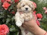 Szczenięta Maltipoo - zdjęcie 2