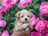 Szczenięta Maltipoo - zdjęcie 6