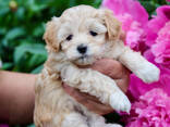 Szczenięta Maltipoo - zdjęcie 7