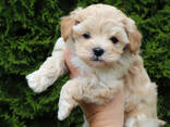 Szczenięta Maltipoo - zdjęcie 8