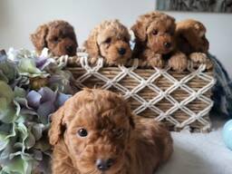 Szczenięta pudla miniaturowego – inteligentne, wesołe i urocze!