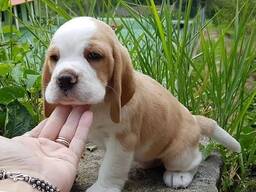 Szczenięta rasy beagle do adopcji
