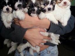 Szczenięta rasy Shih Tzu do adopcji