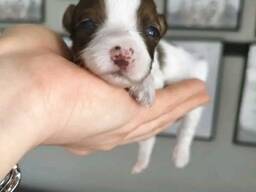 Teacup Yokies
