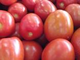 Томат красный, розовый, сливка, свежий. Урожай 2021г.  и РБ - фото 1