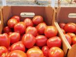 Томат красный, розовый, сливка, свежий. Урожай 2021г.  и РБ - фото 3