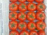 Томаты Помидоры Узбекистан Ломия 1955 - фото 3