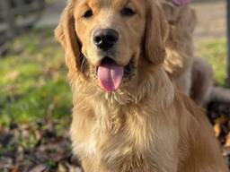 Szczenięta golden retrievera