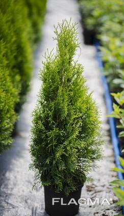 Туя смарагд