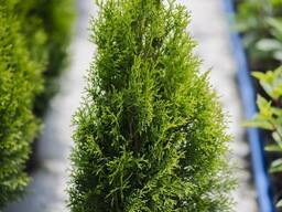 Туя смарагд