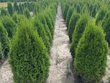 Туя смарагд - zdjęcie 3
