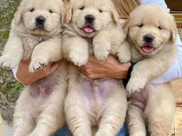 Urocze szczenięta golden retrievera w kolorze angielskim kremowym