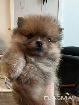 Urocze szczenięta rasy pomeranian czekają na swoje kochające domy!