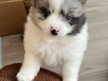 Urocze szczenięta rasy pomeranian czekają na swoje kochające domy! - zdjęcie 2