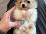 Urocze szczenięta rasy pomeranian czekają na swoje kochające domy! - zdjęcie 3