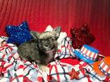 Urocze szczenięta rasy Shih Tzu dostępne! - zdjęcie 1