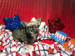 Urocze szczenięta rasy Shih Tzu dostępne!