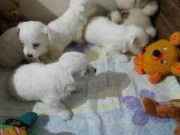 Uroczy maltańczyk dostępny