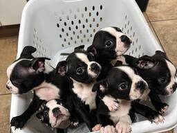 Uroczy szczeniak boston terriera dostępny!