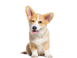 Usługi trenera psów Poznan