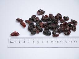 Виноград Черный Чарос