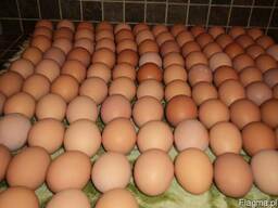 Świeże jaja kurze tabeli (brązowe i białe)