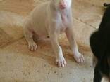 Wyjątkowe szczenięta dobermana albinos. . - zdjęcie 1