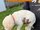 Wyjątkowe szczenięta golden retrievera. . - zdjęcie 1