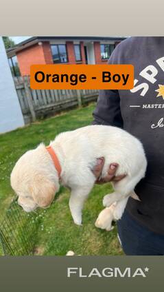 Wyjątkowe szczenięta golden retrievera. .