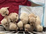 Wyjątkowe szczenięta golden retrievera. . - zdjęcie 2