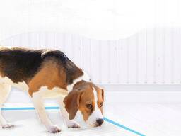 Wyprezedaz magazynu - hurt podklady higieniczne dla psa kota 45x33 cm